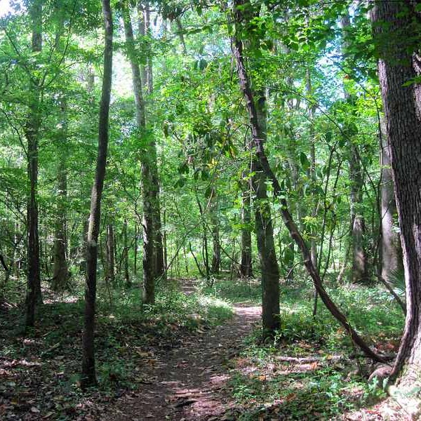 Creek Sink Trail Creek sink trail at San Felasco Hammock Preserve State Park