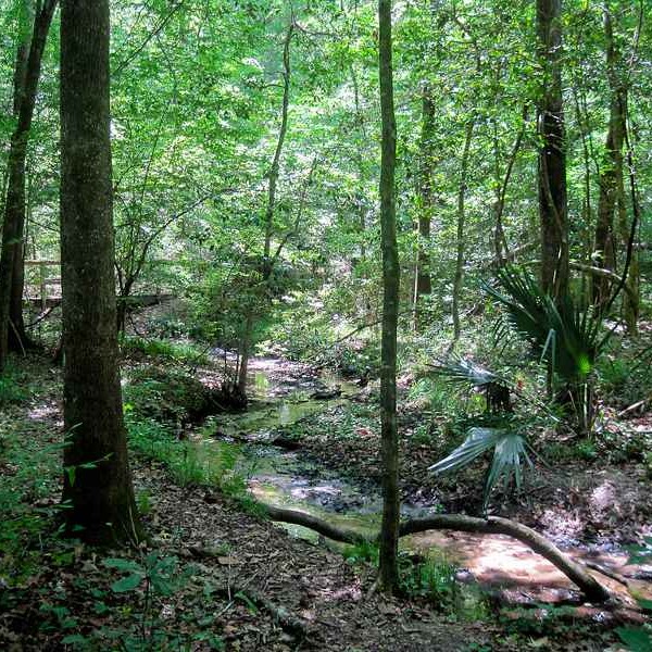 Moonshine Creek Trail Moonshine creek trail at San Felasco Hammock Preserve State Park