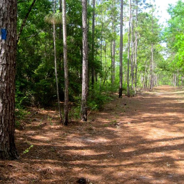 Old Spanish Way Old spanish way trail at San Felasco Hammock Preserve State Park