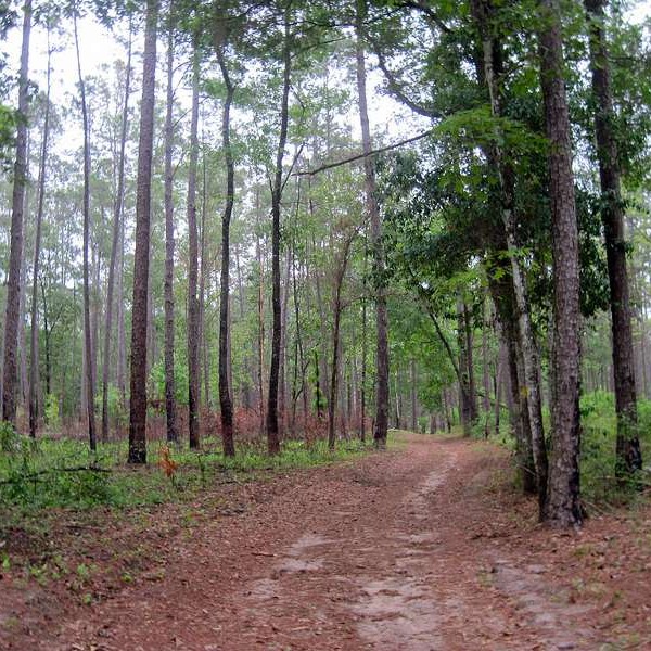 Spring Grove Trail spring grove trail at San Felasco Hammock Preserve State Park